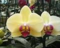Little Brook Orchids