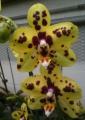Little Brook Orchids