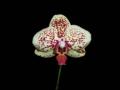 Little Brook Orchids