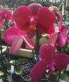 Little Brook Orchids