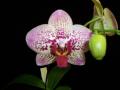 Little Brook Orchids