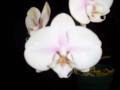 Little Brook Orchids