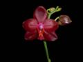 Little Brook Orchids