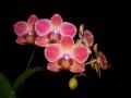 Little Brook Orchids