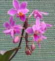 Little Brook Orchids