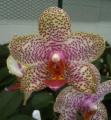 Little Brook Orchids