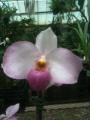 Little Brook Orchids