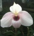 Little Brook Orchids