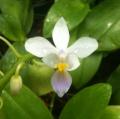 Little Brook Orchids