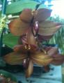 Little Brook Orchids