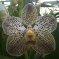 Little Brook Orchids