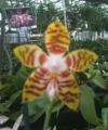 Little Brook Orchids