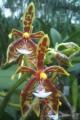 Little Brook Orchids