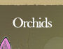 Orchids