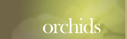 Orchids