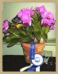 Awards & Show Coverage