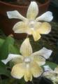 Little Brook Orchids